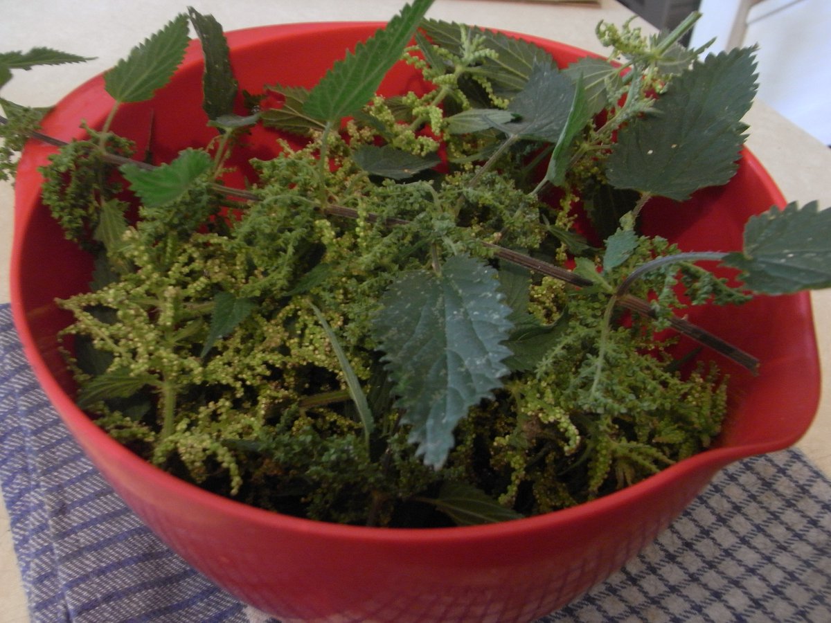 radicalhoneybee's tweet photo. Nettle seed foraging season has commenced! This year with my new three-tier drying rack!
#AdvancedForaging #LoveNettles #Hedgetemple https://t.co/EbJXx0T2cD
