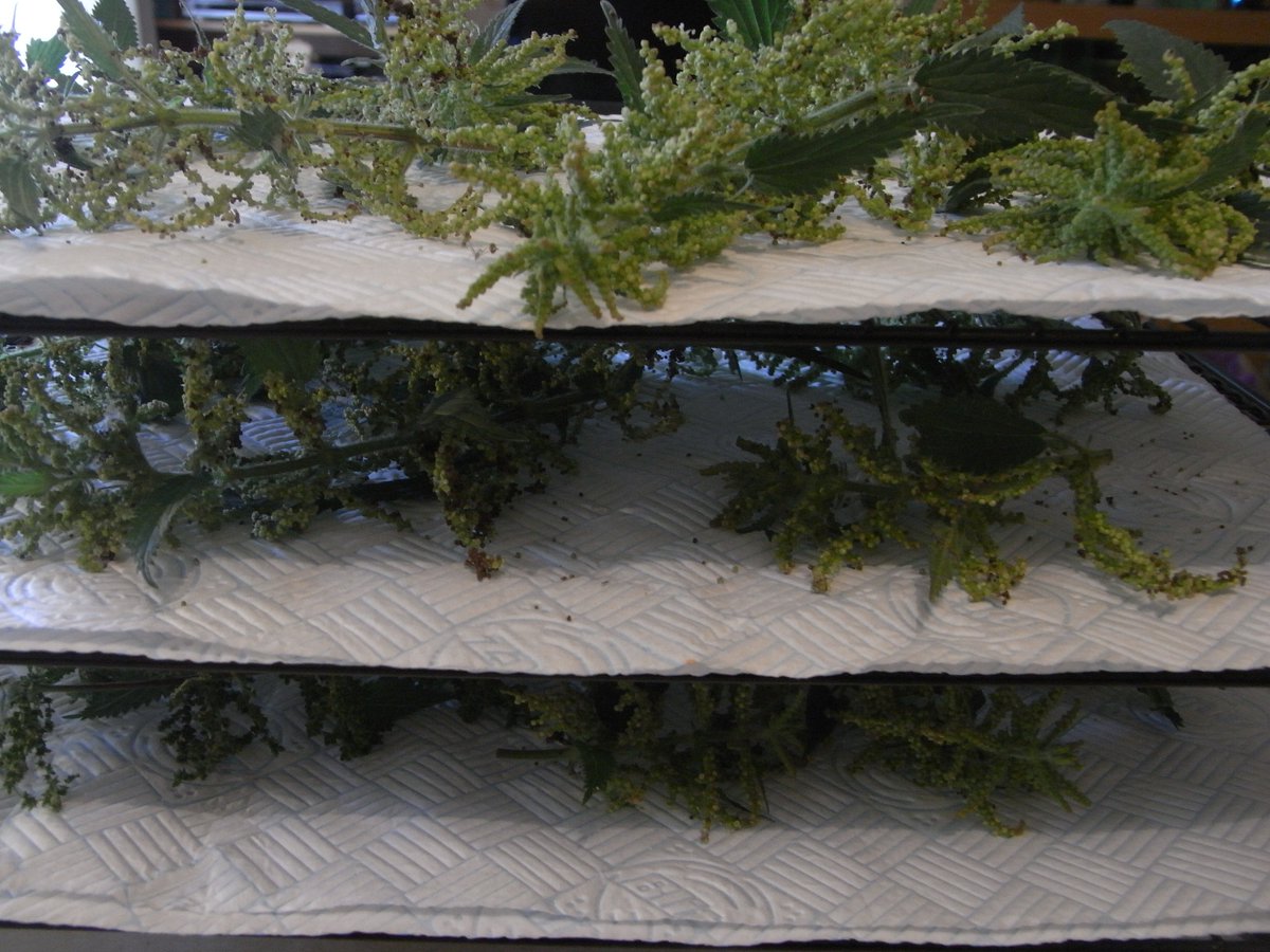 radicalhoneybee's tweet photo. Nettle seed foraging season has commenced! This year with my new three-tier drying rack!
#AdvancedForaging #LoveNettles #Hedgetemple https://t.co/EbJXx0T2cD