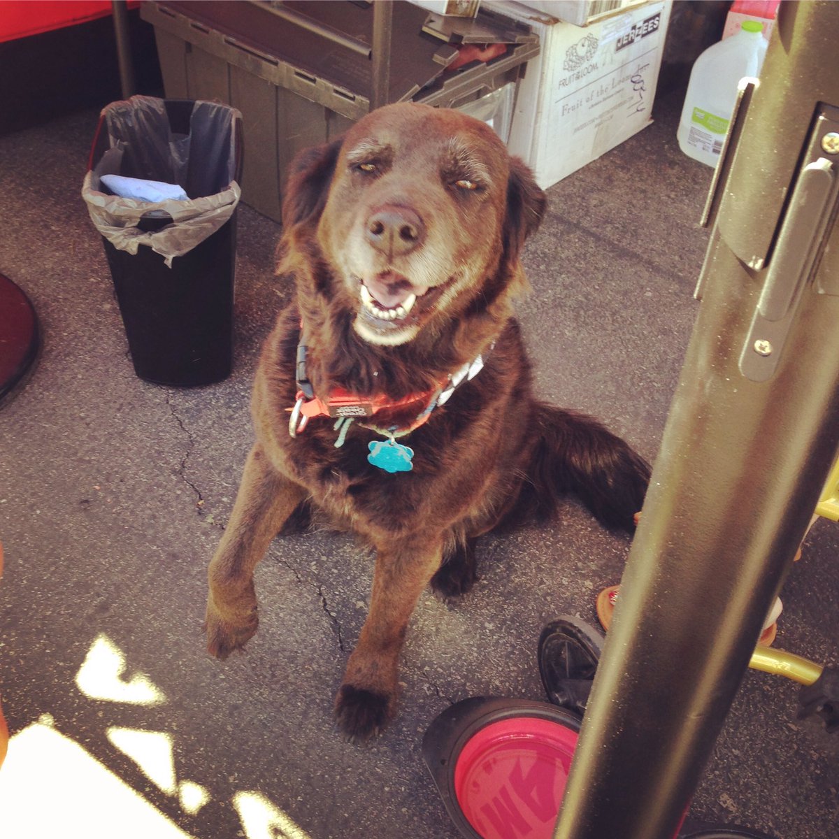 westby_racing's tweet photo. This cutie is happy to announce that we will have more doggie bandanas to give away at the races!! #westby #pupstop https://t.co/hPa0QHRleC