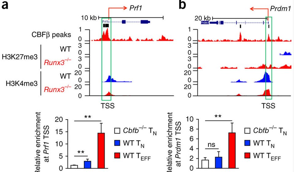 mmw_lmw's tweet photo. CD8 #EffectorDifferentiation | #Runx3 activates the #CytotoxicityProgram | HaiHuiXue @uiowa @NatImmunol https://t.co/ERSRQ6JMqb https://t.co/AolNnKUjjf