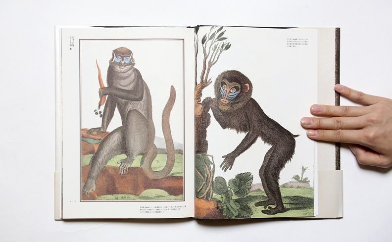 Nostos Books ファンタスティック12 第6巻 悪夢の猿たち 荒俣宏 編著 西洋では神と人の合わせ鏡として捉えられていた猿 悪魔 あるいは 堕落した人間 のイコンとして描かれた猿たちのポーズや表情を読み解き 猿の図像学をここに確立する