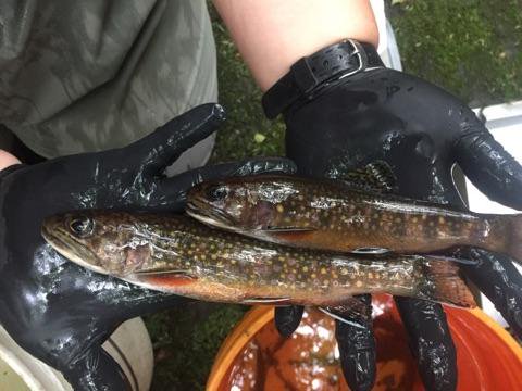 ICYMI: Starving #trout in summer could have long-last effects on populations

thetroutlook.com/latest-updates…