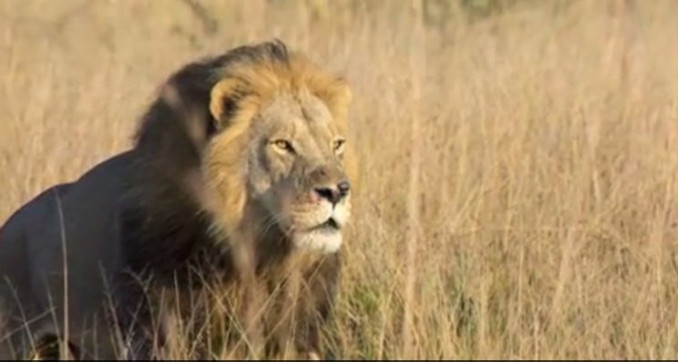 Cecil the lion's son killed by game hunter bit.ly/2eFMN0x https://t.co/LIopgCyiH4