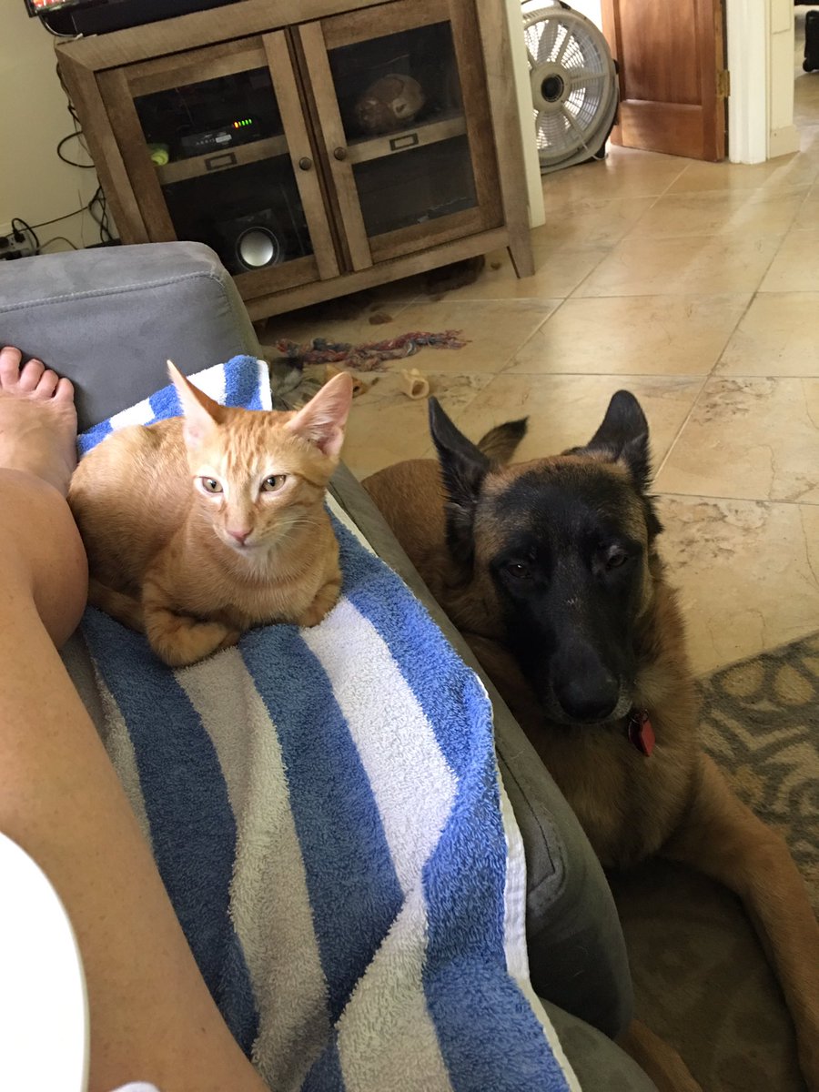 GoodFoodTutor's tweet image. My little beggars... waiting to see if crumbs fall from my plate. Lol