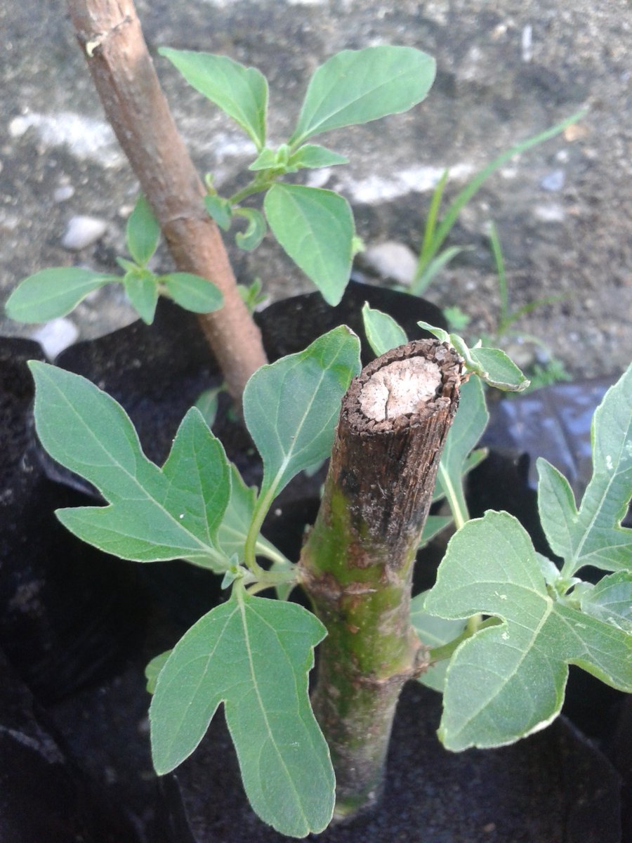 casamonher's tweet image. Boton de oro (Tithonia Diversifolia) amplio uso forrajero, además de ser una de las plantas melíferas por excelencia.