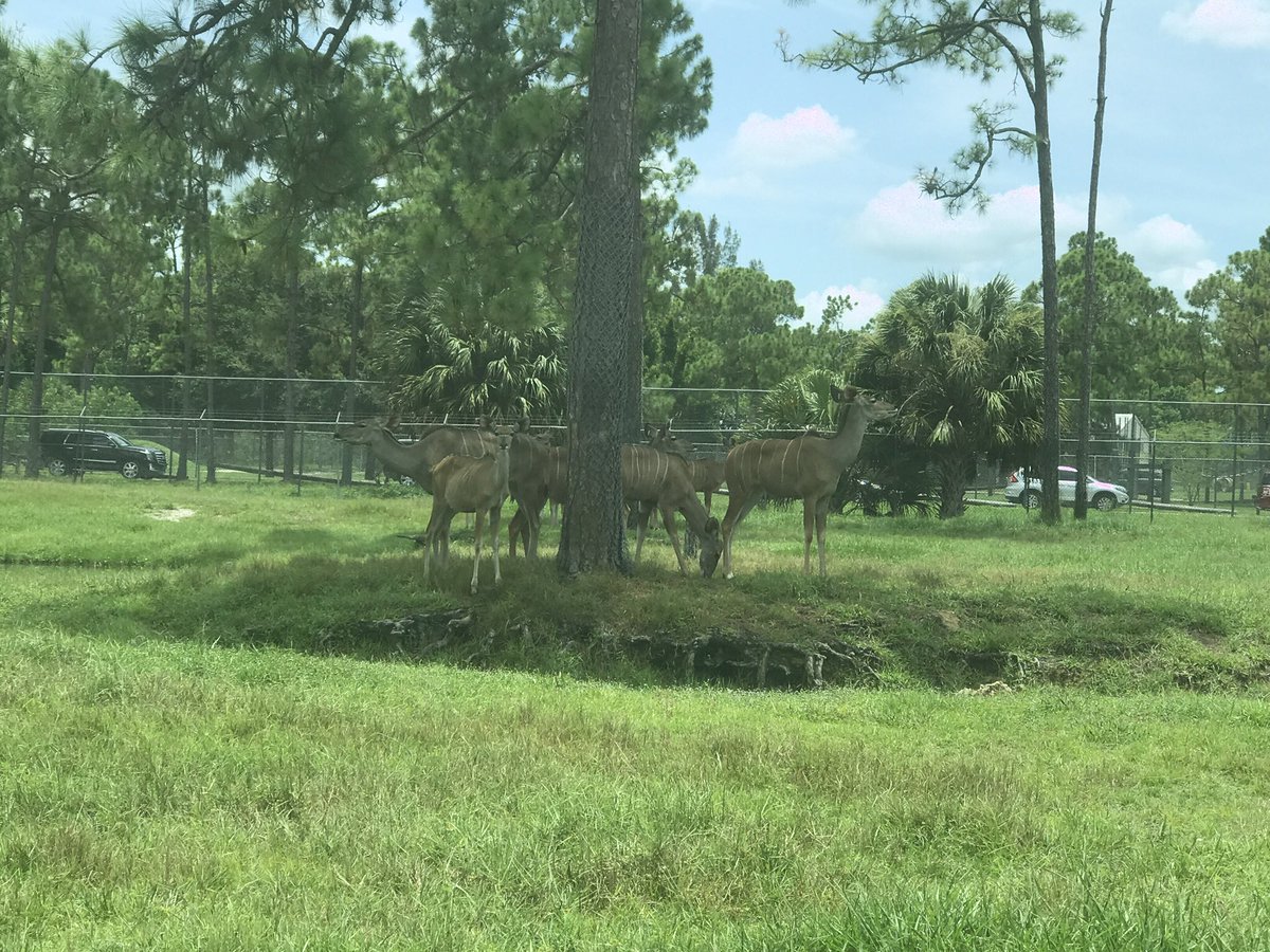 MamasMission's tweet photo. At @LionCountry taking a tour through the Drive Thru Safari! #SummerOfFirsts AD Staying connected in the #ChevyEquinox w/ the WIFI 4G LTE. https://t.co/IwaAbYal7v