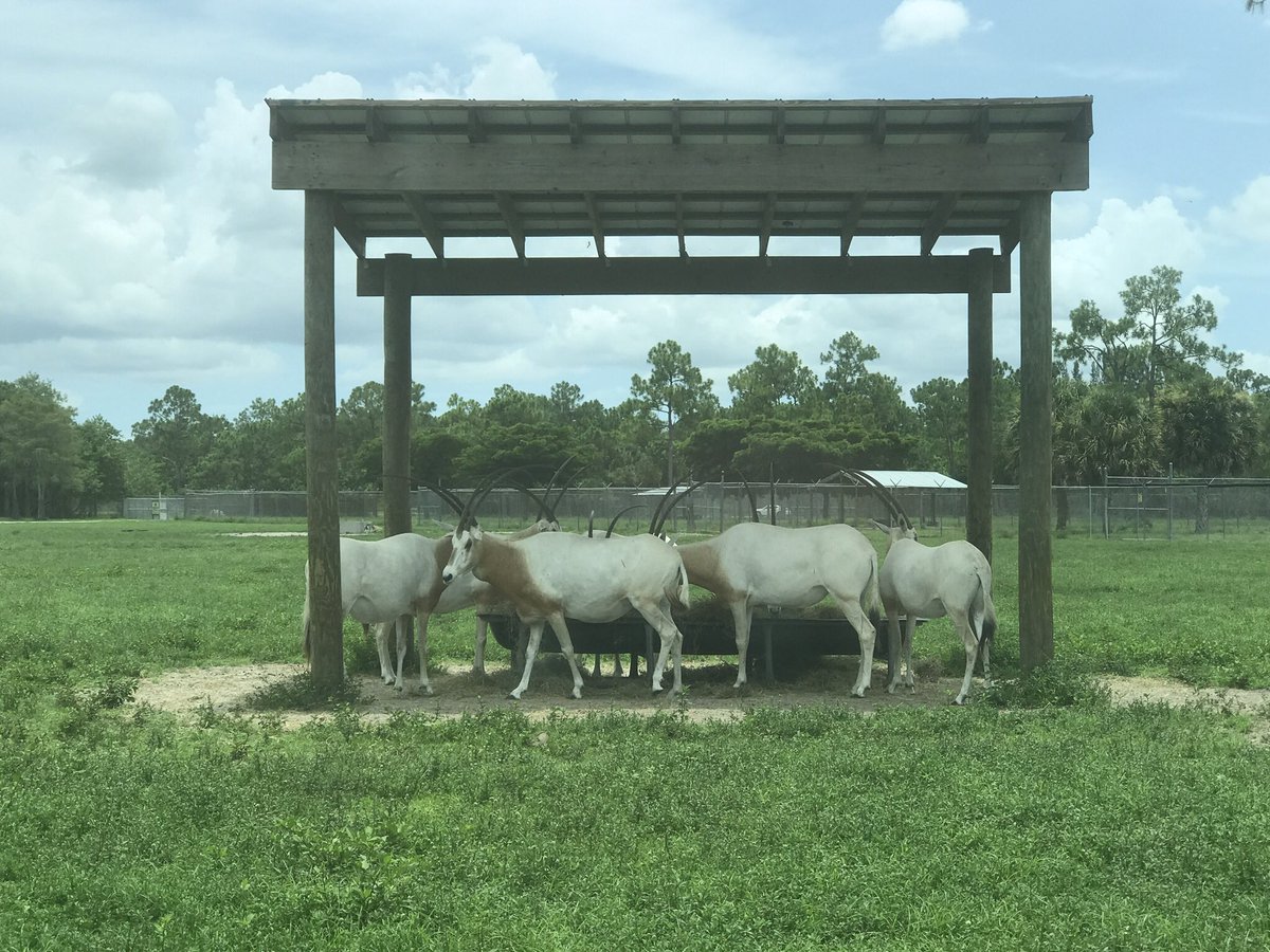 MamasMission's tweet photo. At @LionCountry taking a tour through the Drive Thru Safari! #SummerOfFirsts AD Staying connected in the #ChevyEquinox w/ the WIFI 4G LTE. https://t.co/IwaAbYal7v