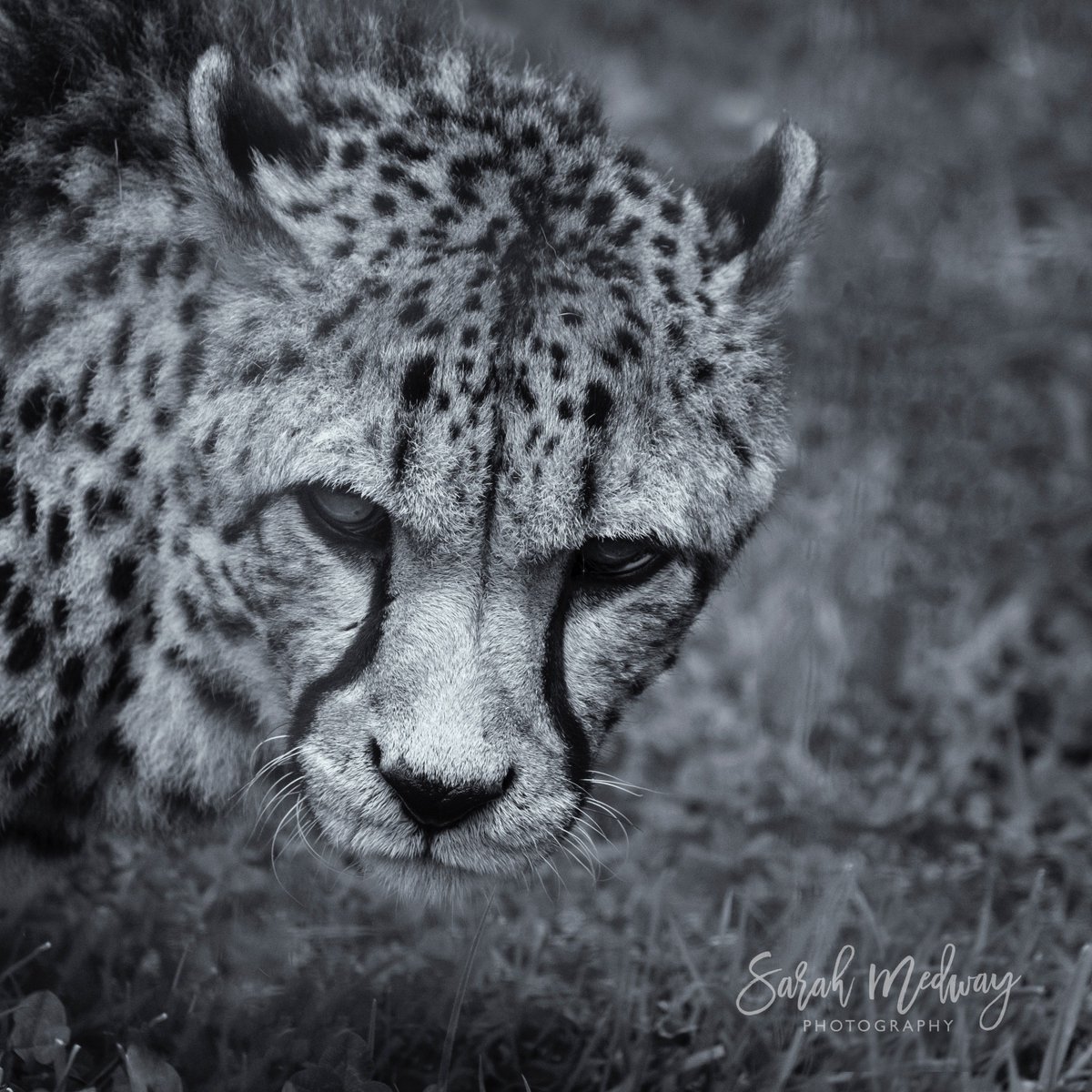 Sarah_Medway_'s tweet photo. Brilliant @TheBigCatSanct open day, funds help towards care &amp; conservation. Booking photography workshop w/ supremely talented  @almazleaper https://t.co/67mJ99qxOf