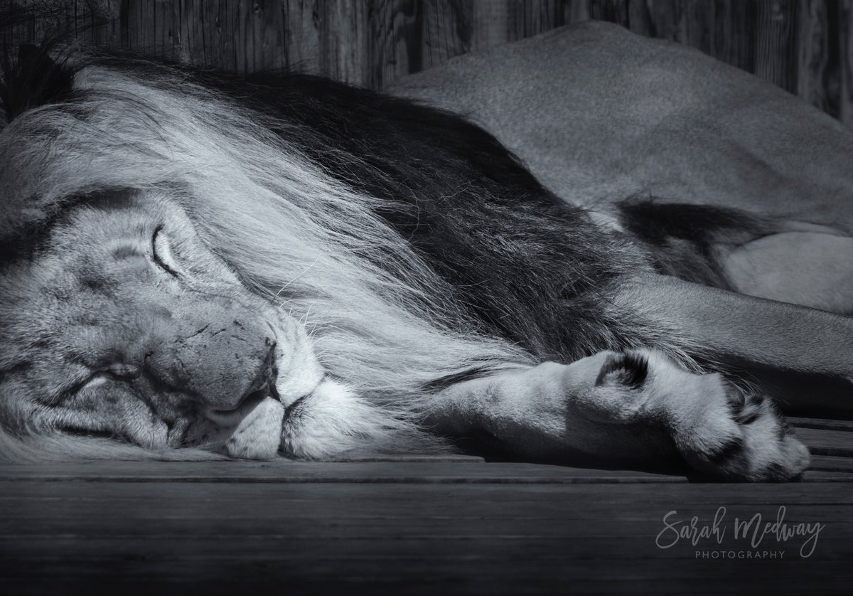Sarah_Medway_'s tweet photo. Brilliant @TheBigCatSanct open day, funds help towards care &amp; conservation. Booking photography workshop w/ supremely talented  @almazleaper https://t.co/67mJ99qxOf