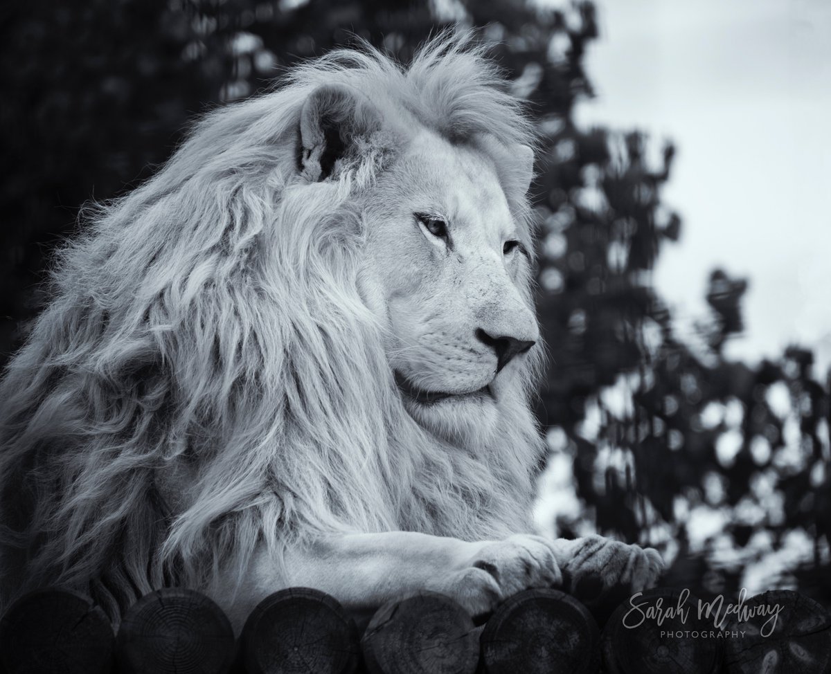 Sarah_Medway_'s tweet photo. Brilliant @TheBigCatSanct open day, funds help towards care &amp; conservation. Booking photography workshop w/ supremely talented  @almazleaper https://t.co/67mJ99qxOf