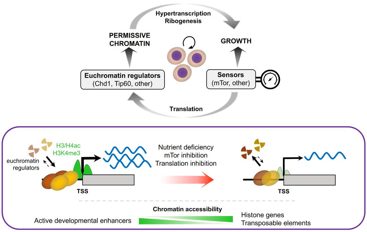 generegulation's tweet photo. The transcriptionally permissive chromatin state of ES cells is acutely tuned to translational output https://t.co/Gb3zFBJMZL #Chd1 #Tip60 https://t.co/XQReIeRMOk
