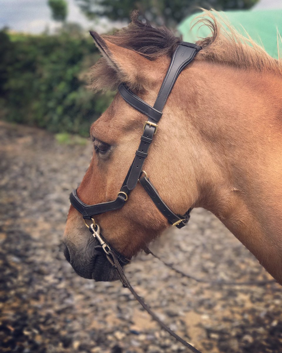 AnLemmens's tweet photo. πππ #draumur #ijslander #ijslandspaard #icelandichorse #islandhest #islandpferd #bitless #micklem #bitloos https://t.co/Suib971jTU