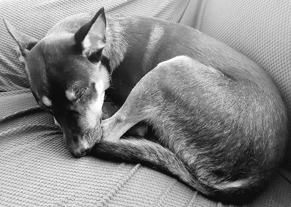 DemetriusAnt1's tweet photo. #COUNTDOWN365, Day 357: When the little guy comes to you just to sleep. #Fox #Cutie #Puppy #LittleGuy #PuppyLove #SleepInSunday #Priceless https://t.co/0Dktpm23S1