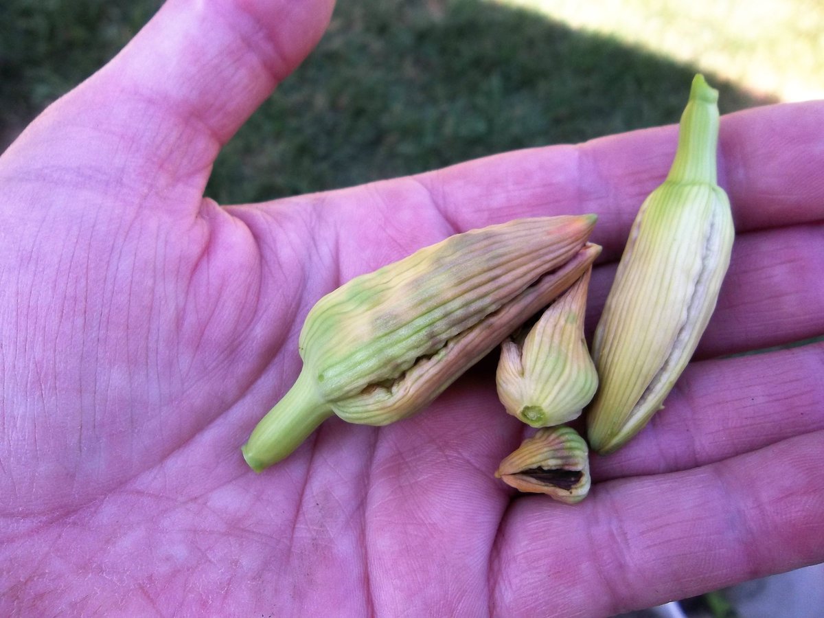 Pt 1 ~ New pest 2 -- Day Lily Midge. If you notice any suddenly deformed flower buds on your day lilies... you have day lily midges :(