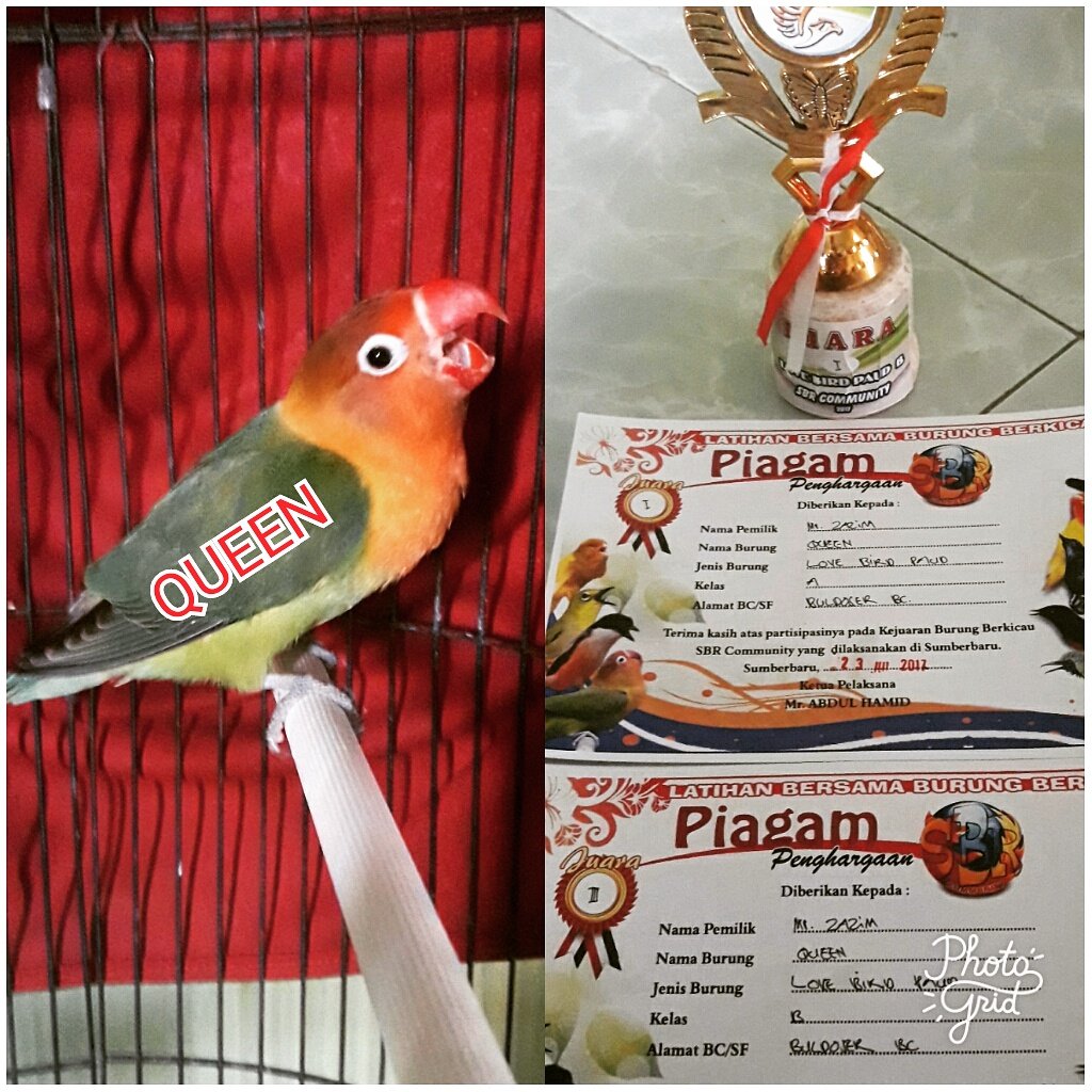 Moh Zazim Dsd M Zazim Twitter