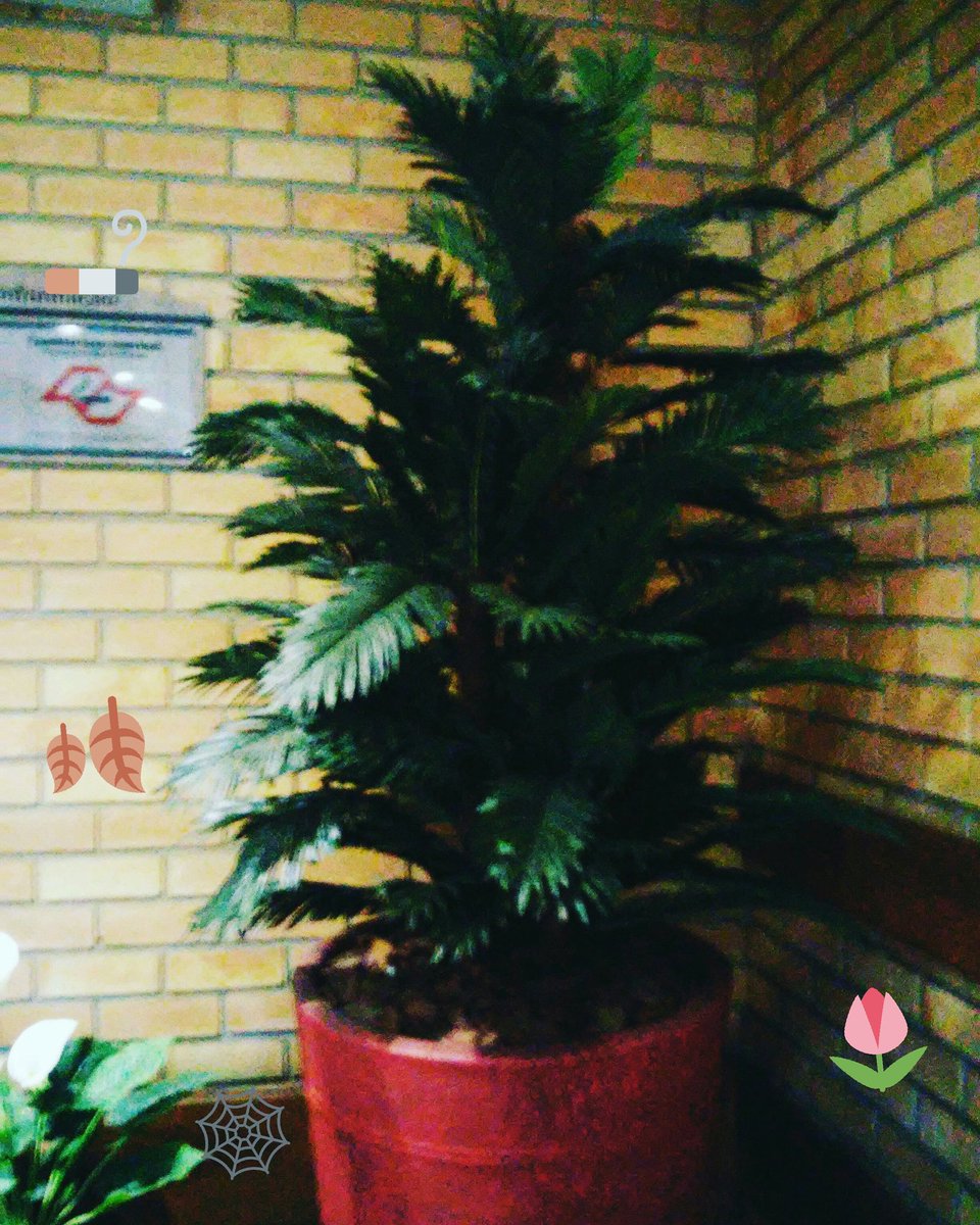 Creepyless's tweet photo. crescer&amp;evoluir 🌲🍂
#mothernature #nature #plants #natureporn #picoftheday #pretty #sky #skylovers #winter #DomingoDetremuraSDV #pale https://t.co/AuWpngvVrH