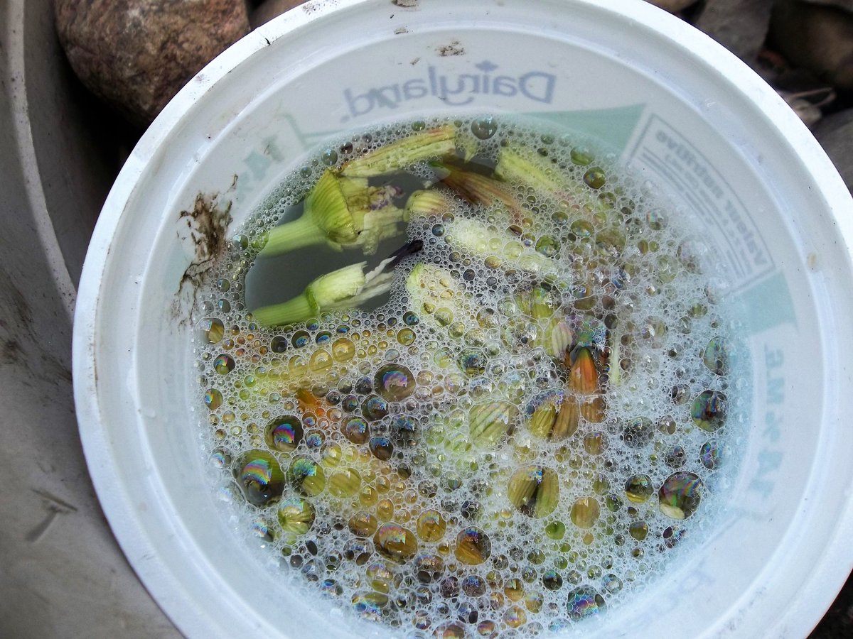 Pt 4 ~ To manage midges, pick infested buds, open them up &amp; put into soapy water to drown the larvae. #climatechange #NewGardenPests #yeg