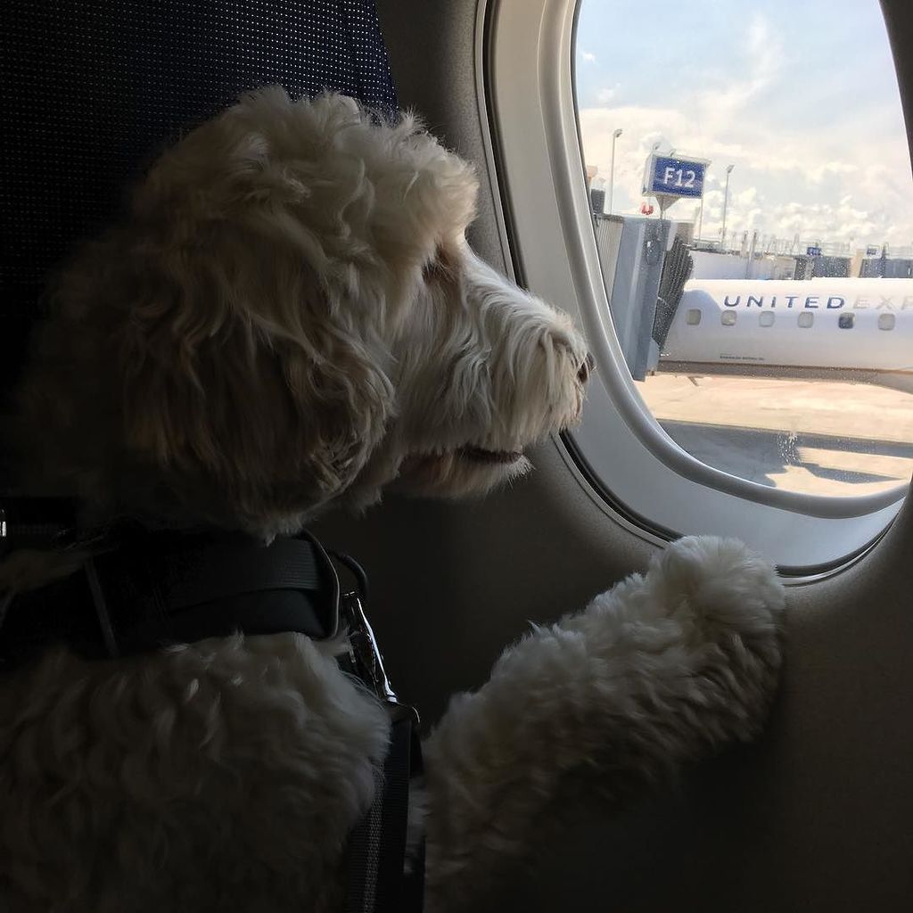 chanley03's tweet photo. @watsonchensquared_labradoodle asking what those funny shaped cars are 🐶💺🛩 https://t.co/cWJPxs26HT https://t.co/ysjN4zqvk1