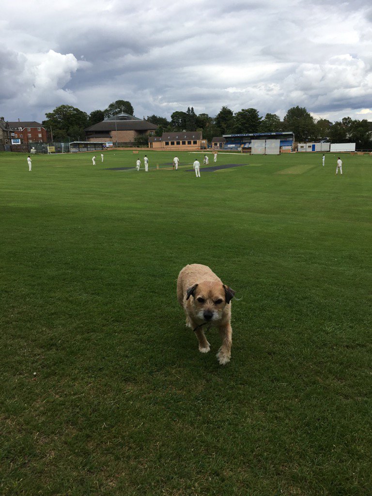 fartho71's tweet photo. A keen spectator.... #sundayfriendly #cricket @HallamCC https://t.co/0XrgXuCeNQ