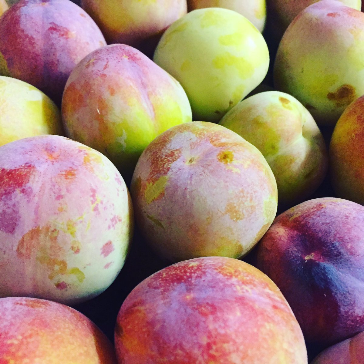LPdeProvence's tweet photo. La prune ozark, vous connaissez ?
Sa chair est ferme et juteuse, consommez la tout au long de la journée 😉😋
https://t.co/MFpa7pC0yw https://t.co/p47MaiEkvc