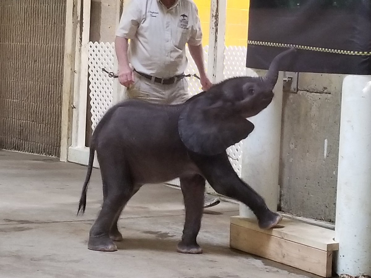 MalloryBowlin's tweet photo. Baby Elephants! https://t.co/Pbl9TnG8SJ