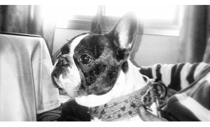 A4Nere's tweet photo. Mi tesoro mas bonito ahora es un ángel. Te amo mi chico. Te echo de menos. R♥cky🌈🌌🐾👼🐶 https://t.co/hxustnUepa