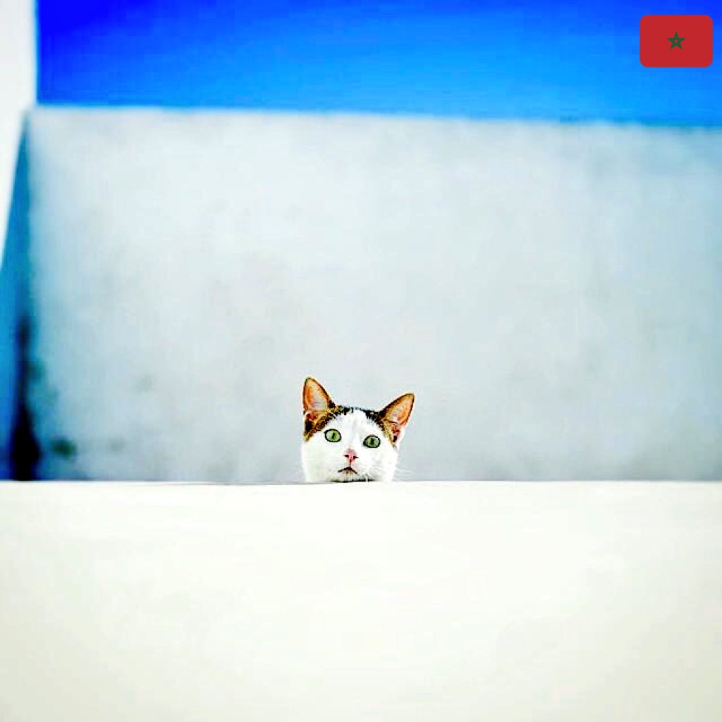 nt_wzd's tweet photo. #Chefchaoun #Blue #Pearl #Colours #Art #Heritage #Maroc #Morocco #Marokko #Blue #Cat #جمال #المغرب #شفشاون https://t.co/M6zQ3KvAW5