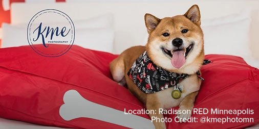 RadissonRewards's tweet photo. This pup is dog-tired from a day full of #travel adventures! ๐ถ #RadissonRED #THisRED ๐: https://t.co/910HbdK3K3 https://t.co/PQKo5Qe2fz