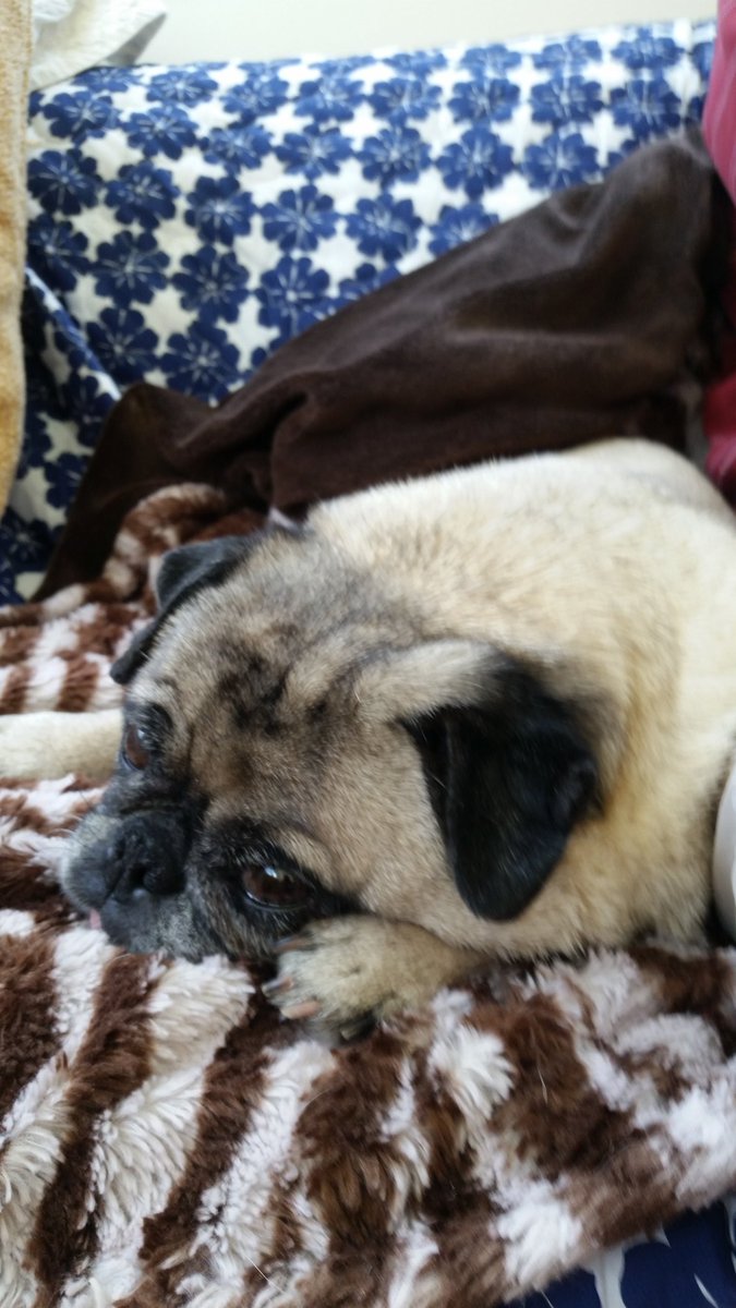 CaymusPug's tweet photo. #pugprom2017
Still sleepy from last night's adventures
Thanks for the "doggie" bags from last night
Delish for breakfast! TeeHee https://t.co/ZkMb53XqyQ