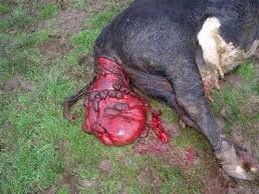 #vegetarian? #GoVegan.. #dairy #prolapse