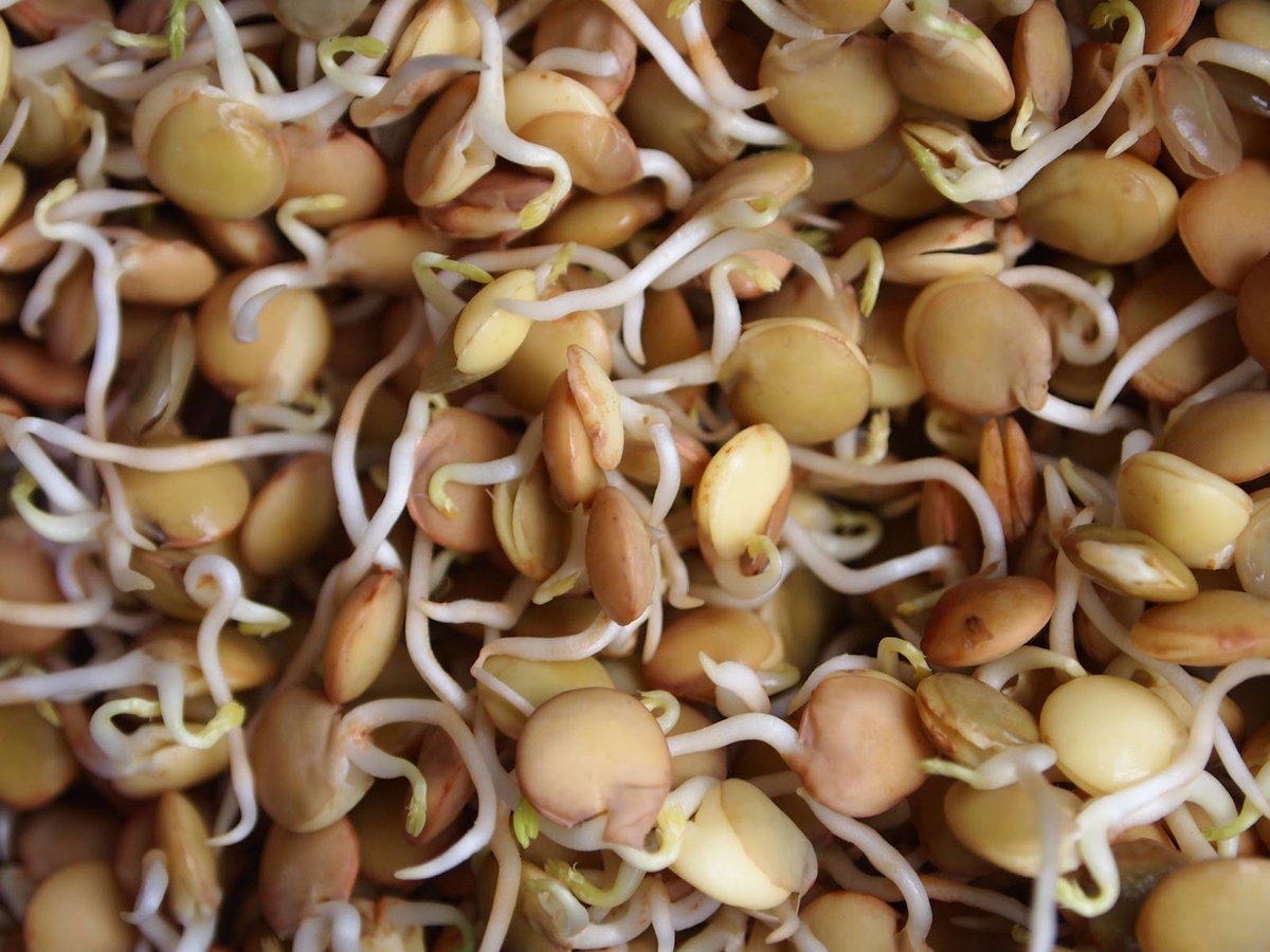 casamonher's tweet image. Comprobado !!. Enrraizante de lentejas germinadas. Fomenta el crecimiento de las raices de plantas en desarrollo (muy bueno para estacas).