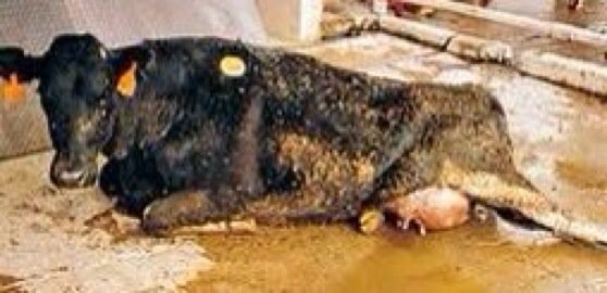 #milk #vegetarian #dairy . #BeKind #BeVegan
