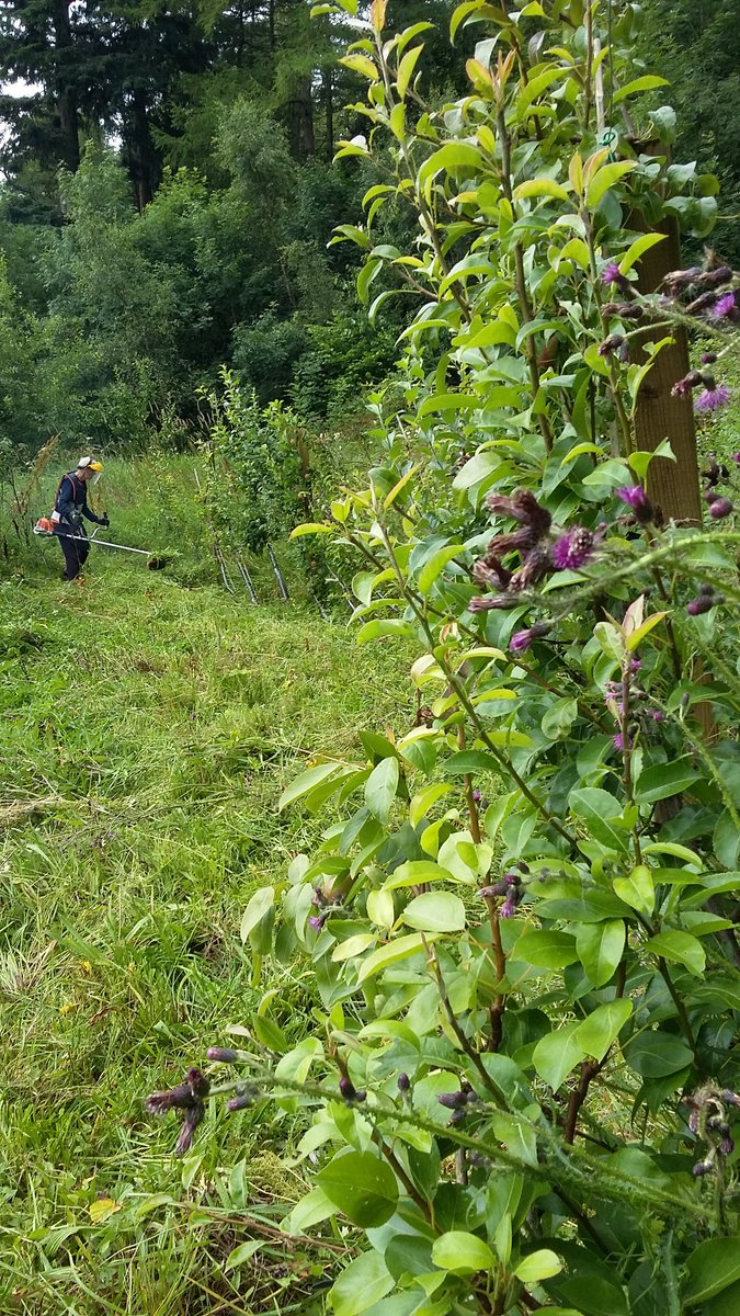 Asslossgarden2's tweet photo. Preparations for @Asslossgarden2   open day on sunday 30th  July in conjunction  with  @SlowFoodWScot  @howardfarm @EALeisure @LynnCHILLI https://t.co/sf6jRXM4dn