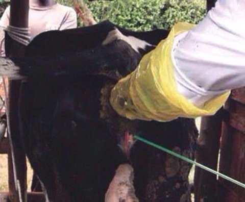 #vegetarian?To make #milk farmers shove fists up cows arses so they can position her cervix. It's cruel. #GoVegan.