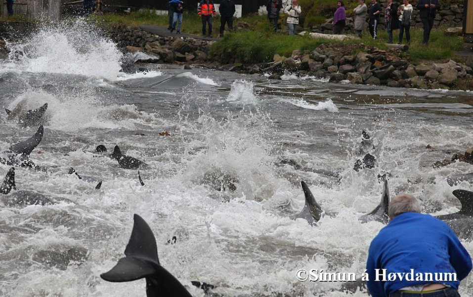 Orca_waves's tweet photo. #AnimalAbuse
That is what this is
Whales driven into rocks and slaughtered 1by 1 
#FaroeIslands #OpKillingBay #EU https://t.co/Wf0MTf40Pk