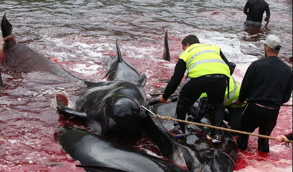 Orca_waves's tweet photo. #AnimalAbuse
That is what this is
Whales driven into rocks and slaughtered 1by 1 
#FaroeIslands #OpKillingBay #EU https://t.co/Wf0MTf40Pk