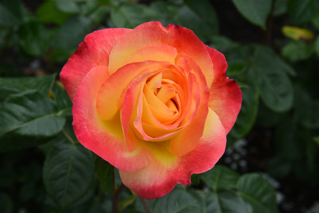 Happy Sunday Funday! We hope you get a chance to get outside and smell the roses today.