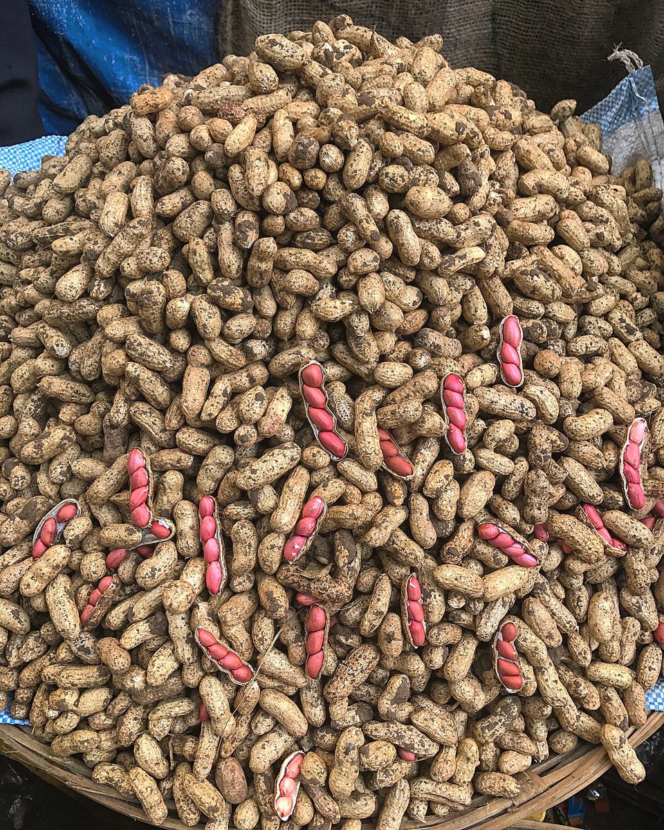 ChefTZac's tweet photo. Fresh, raw peanuts boiled with salt, turmeric & eaten out of the shell while it's raining outside. Just one of life's many little pleasures. https://t.co/Vtr1t4Hkx2