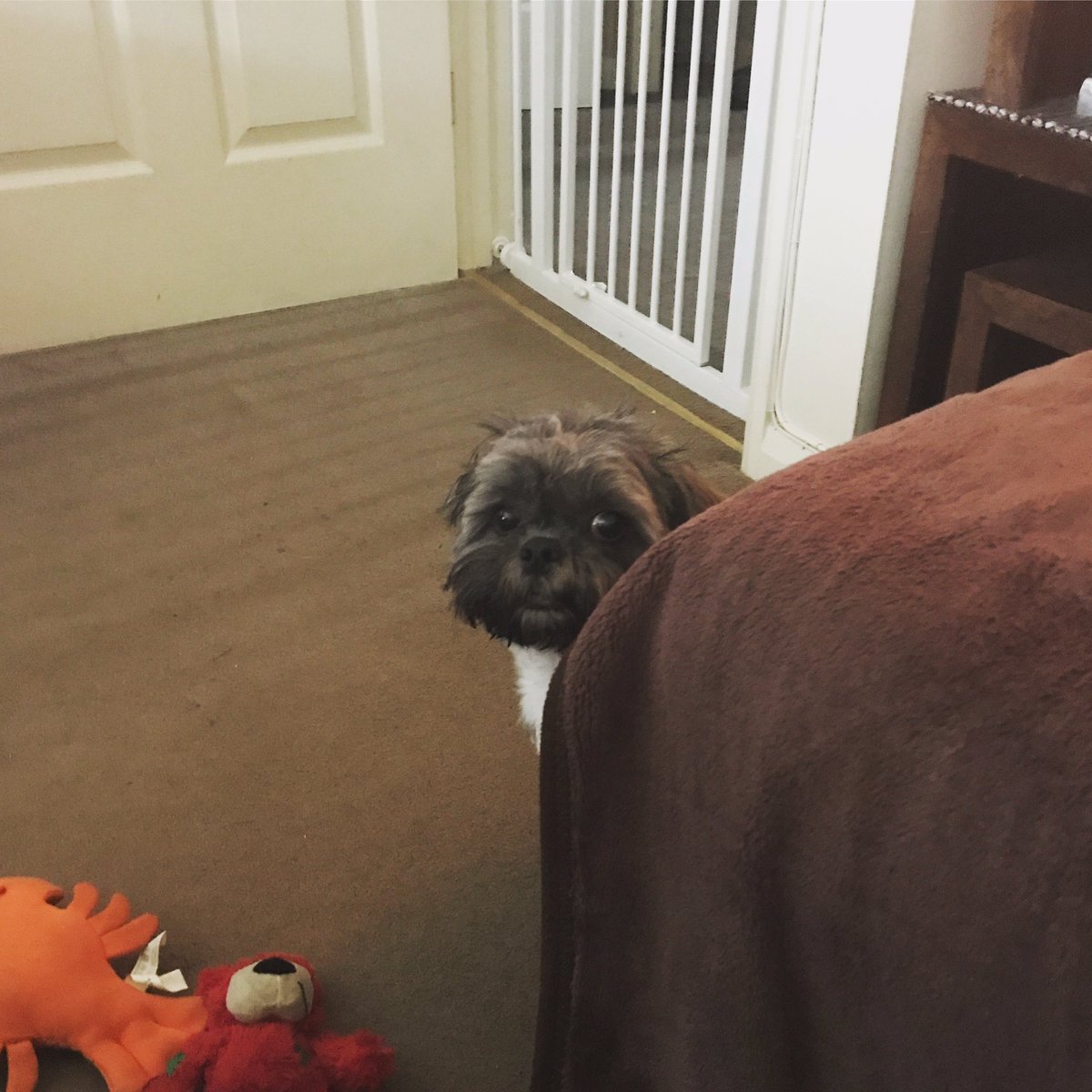 dexytzu's tweet image. Guilty or not guilty ? 😉
#mischievousdogs #DogsofTwitter