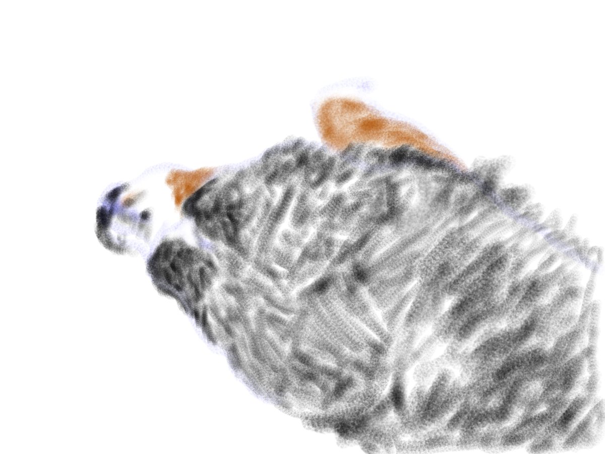 Portmandu's tweet photo. Check out the artwork I created with the #InspireProApp on my iPad! Posey reposing. https://t.co/Jse7aKX5De