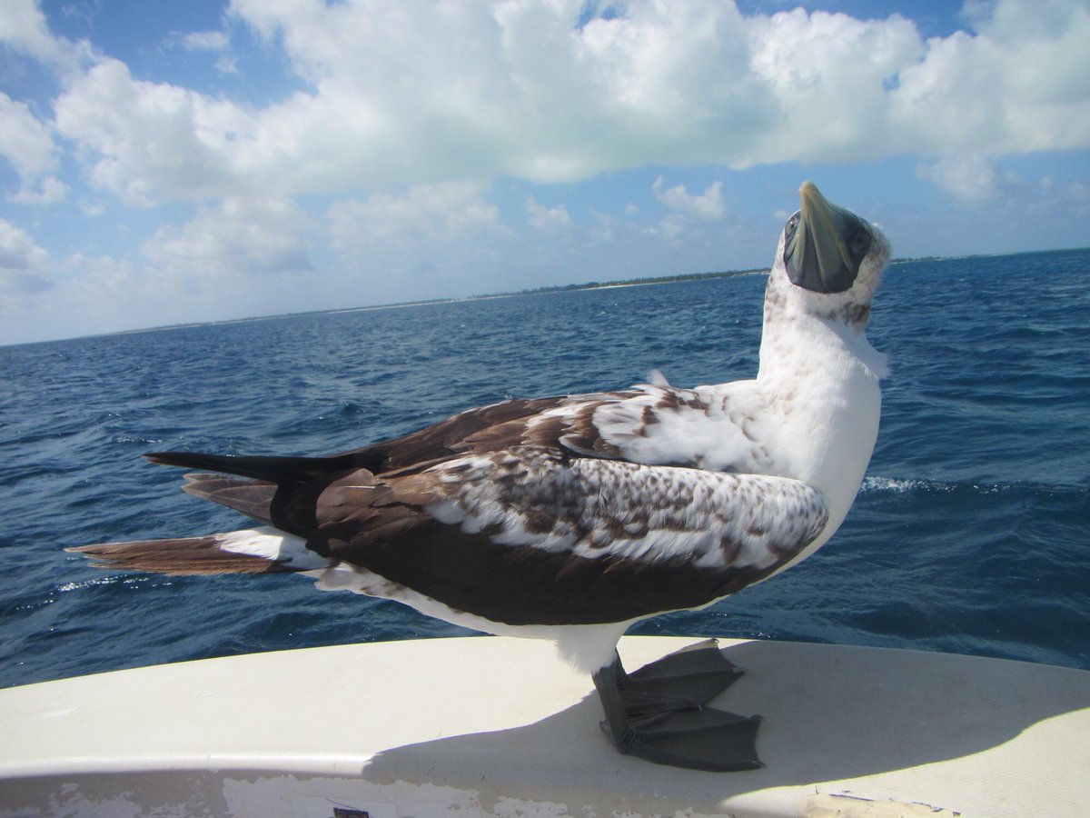 baumlab's tweet image. This quizzical little lady joined us for almost the entire afternoon..... #KI2017 #fieldworkattheequator #PacificIslands #brownbooby