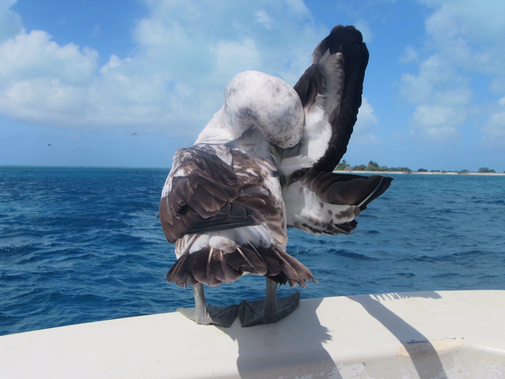 baumlab's tweet image. ....she spent a v long time preening before pooping on our gear, squawking at us, almost falling off the boat, &amp;amp; finally taking off. #KI2017