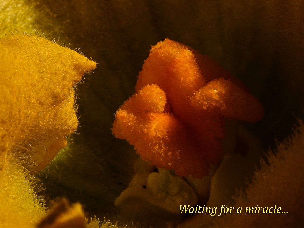 RKSalmon's tweet photo. Female Squash Blossom: Waiting for a miracle... https://t.co/eh1vMhAh3l