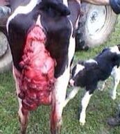 "Cheese tho" #vegetarian? #GoVegan.