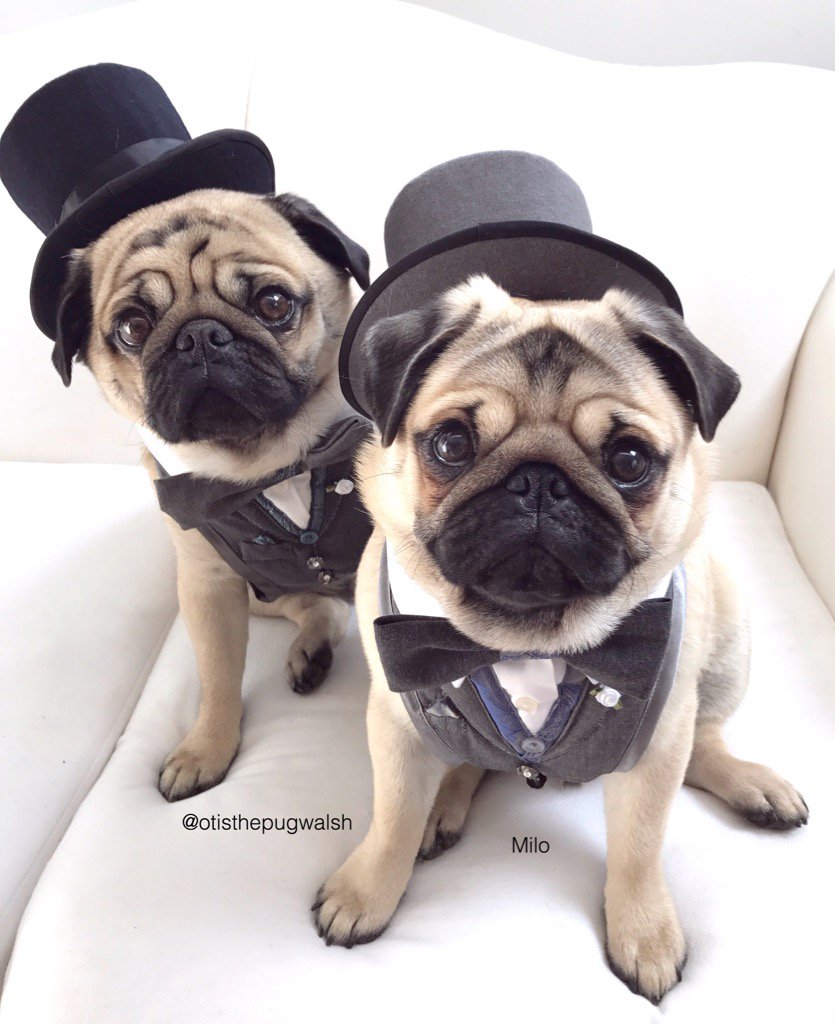 otisthepugwalsh's tweet photo. Sooo bummed we missed #pugprom2017 yesterday! Meanwhile, we had our tuxes and top hats all ready! Boo for us!๐ฉ๐ https://t.co/eD3VBnMF4L
