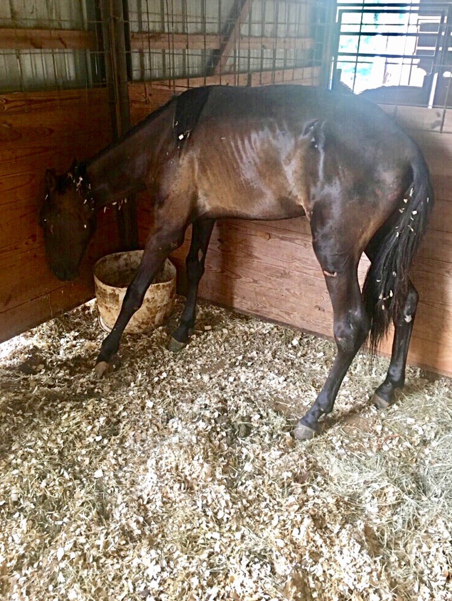 Happy Sunday Angels! Our little colt was up early "talking" to Hal his caretaker this morning... asking for his feed😊This week it BEGINS 🚐