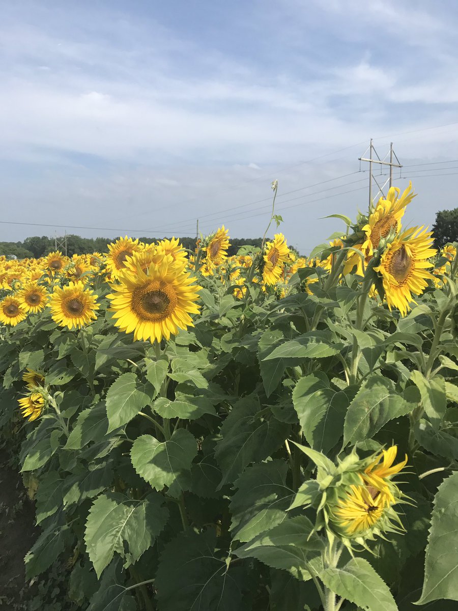gelso_36's tweet photo. #sundayfunday #summertraining #vanderkittenvip 60+ miglia stamattina per vedere i girasoli π»π΄π» https://t.co/KaLyCQHXGV