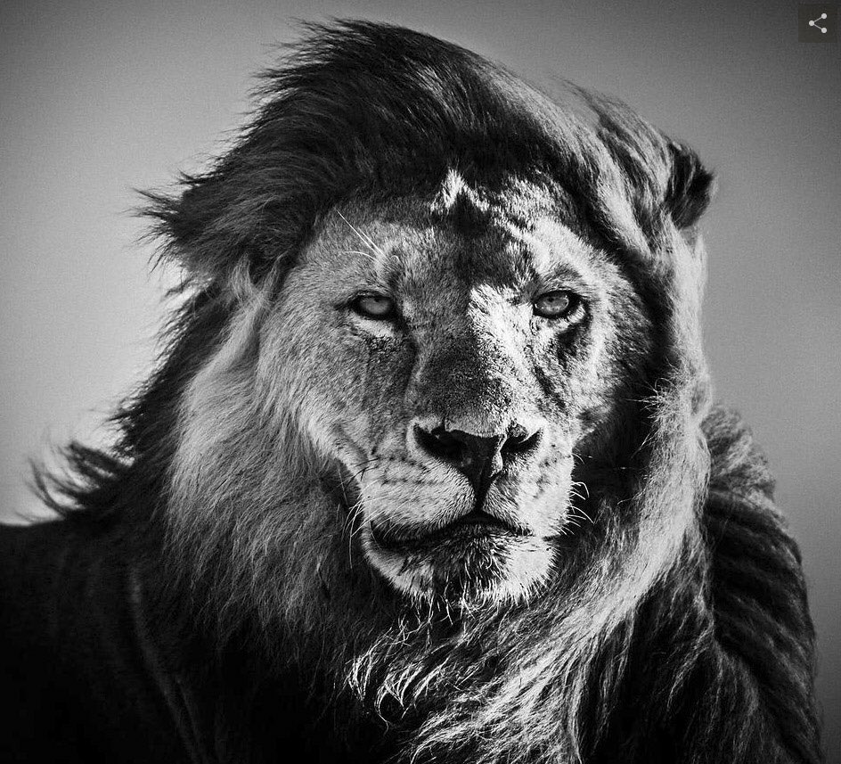 laurentbaheux tweet picture