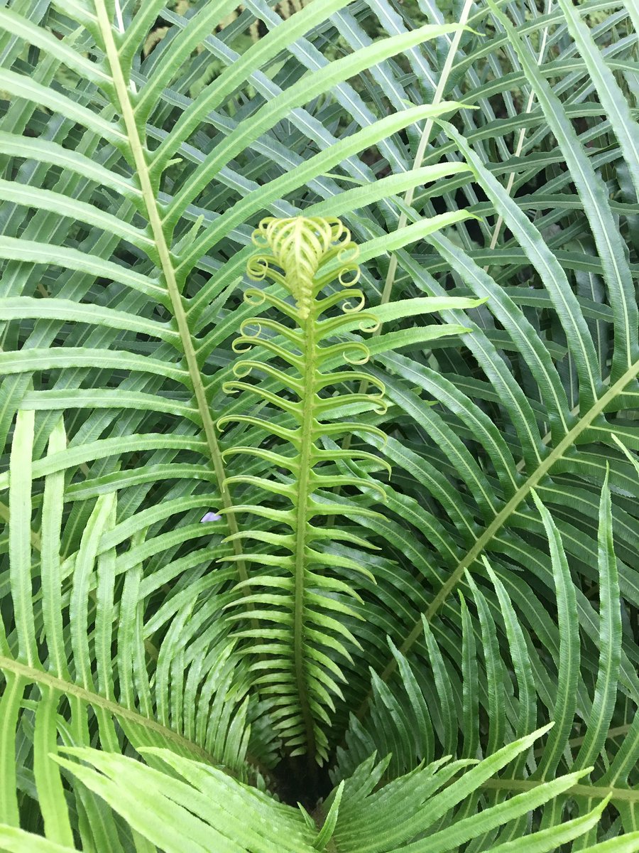 kaelynbotany's tweet photo. Took my mom to Garfield Park Conservatory and educated her on ferns and moss! Never thought I'd be so excited about plants🌿@NutmegSomething https://t.co/p5Pjpe1FLP