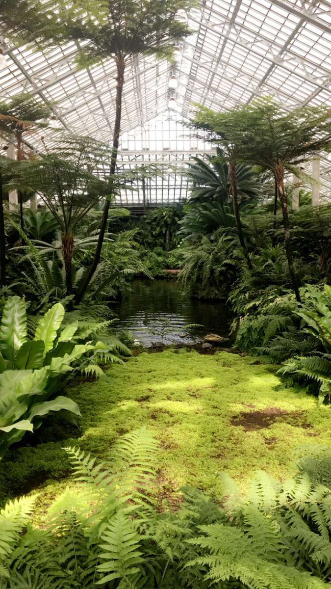 kaelynbotany's tweet photo. Took my mom to Garfield Park Conservatory and educated her on ferns and moss! Never thought I'd be so excited about plants🌿@NutmegSomething https://t.co/p5Pjpe1FLP